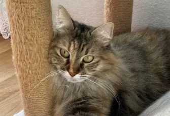 Kedisi Tekila’yı uçakta kaybeden Esra Uzman’dan imza kampanyası