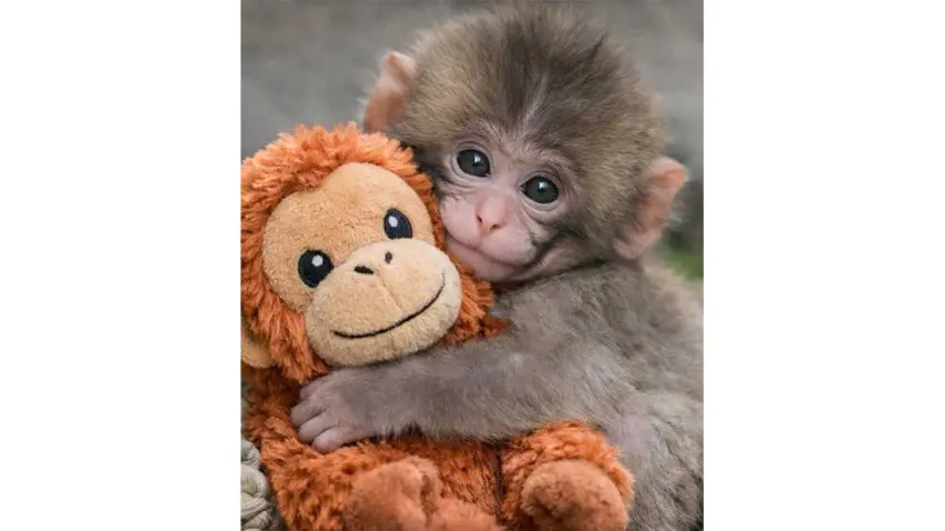 Sevimli değil, tutsak: Punch için imza kampanyası  haberinin görseli