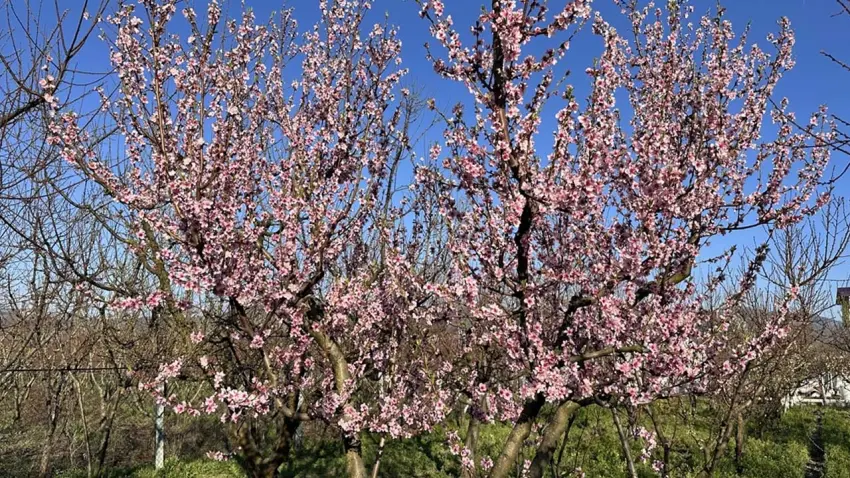 Çiçekler erken açtı, tehlike çanları çalıyor: Meyve fiyatları katlanabilir! haberinin görseli