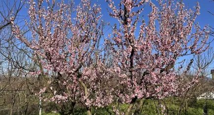 Çiçekler erken açtı, tehlike çanları çalıyor: Meyve fiyatları katlanabilir!