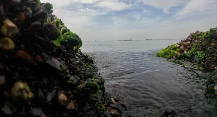 İzmir Körfezi'nde ‘virüslü midye' iddialarına yanıt