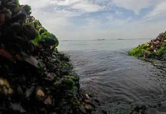 İzmir Körfezi'nde ‘virüslü midye' iddialarına yanıt