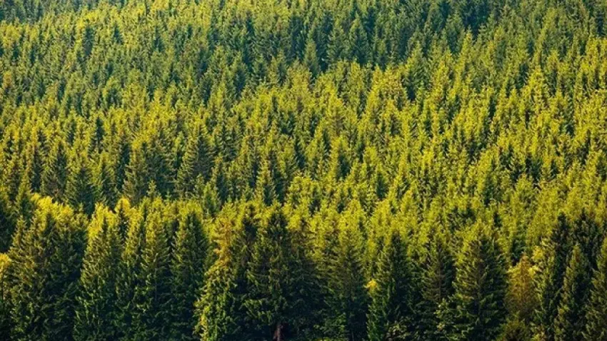 21 ilde orman sınırları değişti haberinin görseli