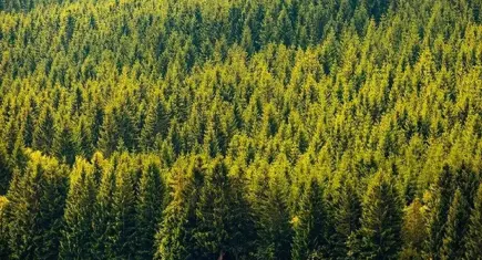 21 ilde orman sınırları değişti