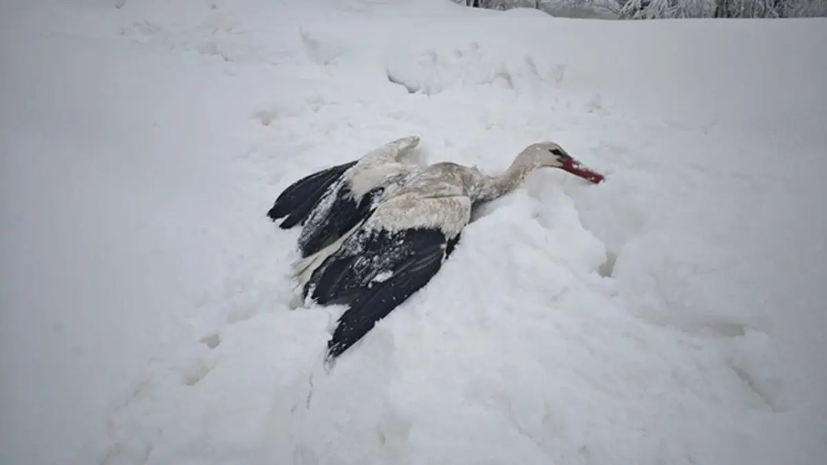Yuvasından düşüp, kanatları donan leyleği kurtardı görseli