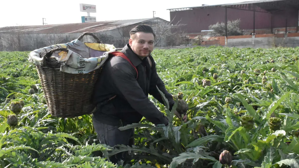 İzmir Menemen’de enginar hasadı başladı görseli