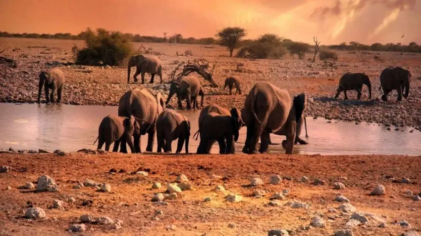 TEMA Vakfı yaban hayatının korunması için uyardı haberinin görseli