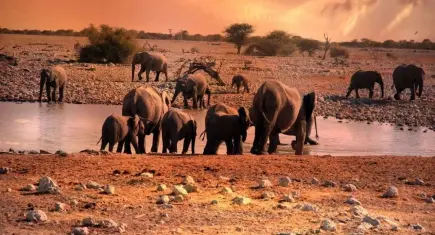 TEMA Vakfı yaban hayatının korunması için uyardı