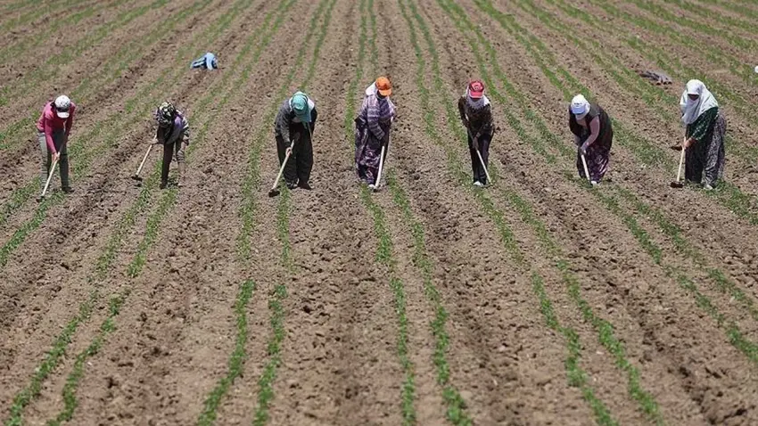 Tarım işçisi ücretlerinde artış: Kadın işçilere en yüksek ödeme İzmir'de haberinin görseli