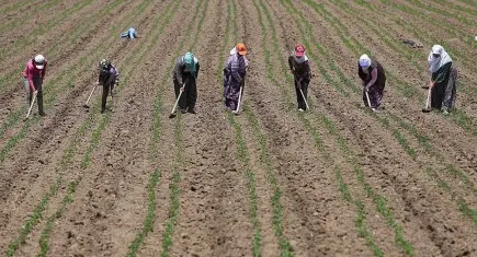 Tarım işçisi ücretlerinde artış: Kadın işçilere en yüksek ödeme İzmir'de