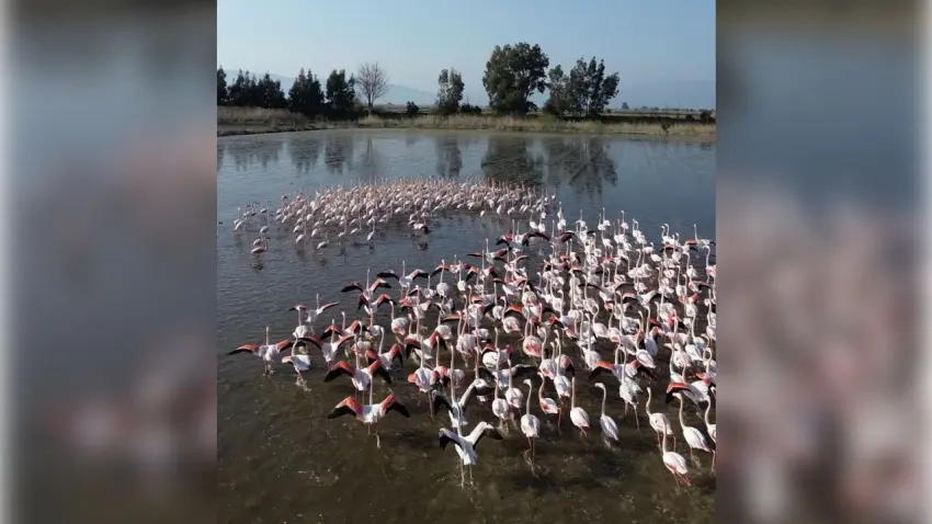 Söke’de Tarlalar Flamingoların Yeni Adresi Oldu haberinin görseli