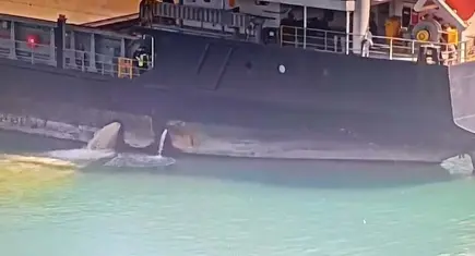 7 yılda 99 gemiye 360 milyon TL ceza kesildi