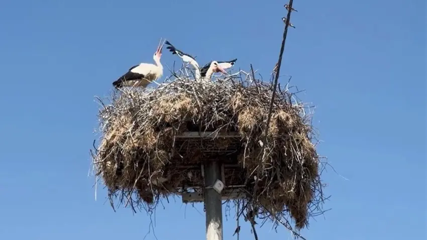 Yaren Leylek, eşi Nazlı ile buluştu