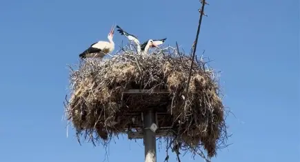 Yaren Leylek, eşi Nazlı ile buluştu