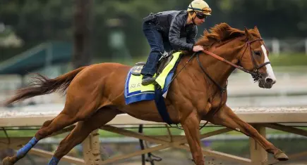 Mersin’de belediyenin aşevinde at eti skandalı: Kavurmadan yarış atı çipi çıktı