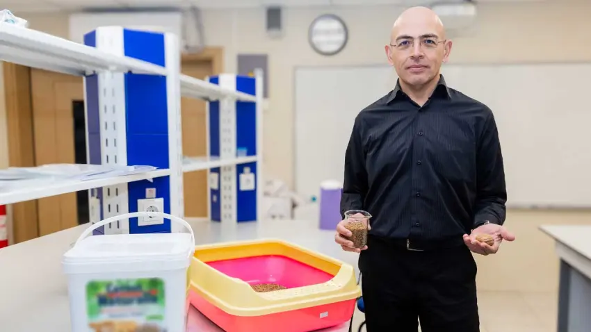 Ceviz kabuğundan doğal ve sağlıklı kedi kumu haberinin görseli