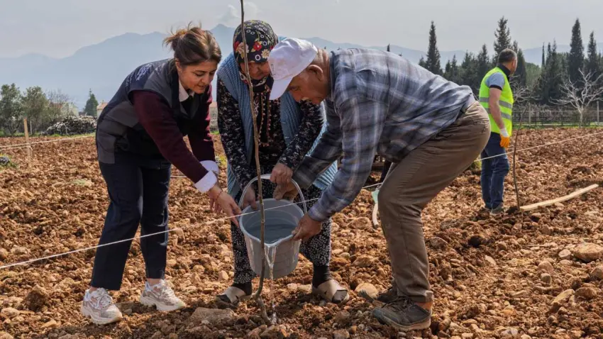 Kemalpaşa’da ceviz fidanları umut oldu haberinin görseli