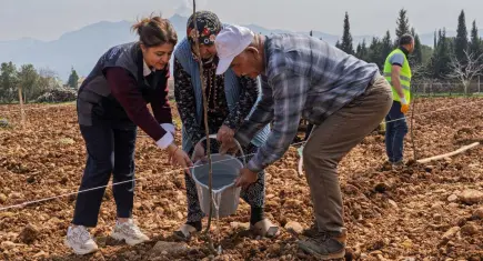Kemalpaşa’da ceviz fidanları umut oldu