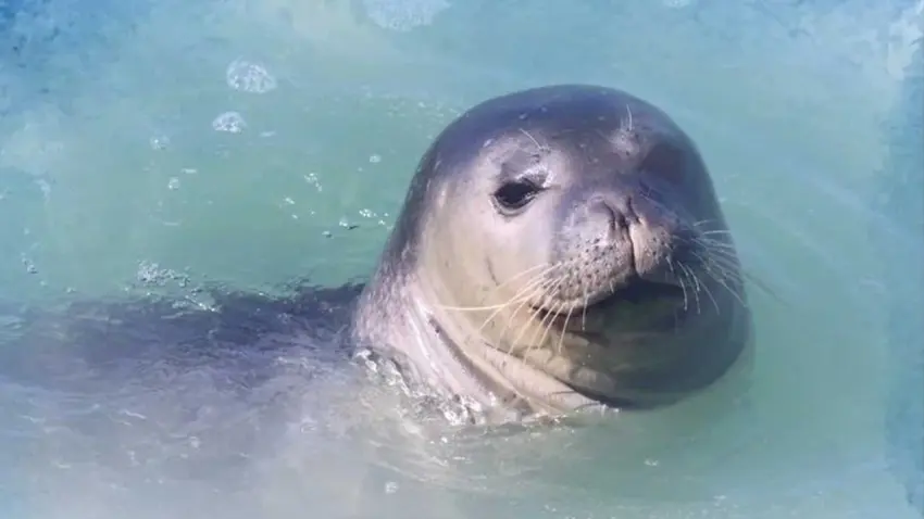 Nesli tehlikedeki Akdeniz fokları için imza kampanyası: Fokları yaşam alanlarından etmeyin  haberinin görseli