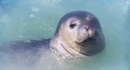 Nesli tehlikedeki Akdeniz fokları için imza kampanyası: Fokları yaşam alanlarından etmeyin 