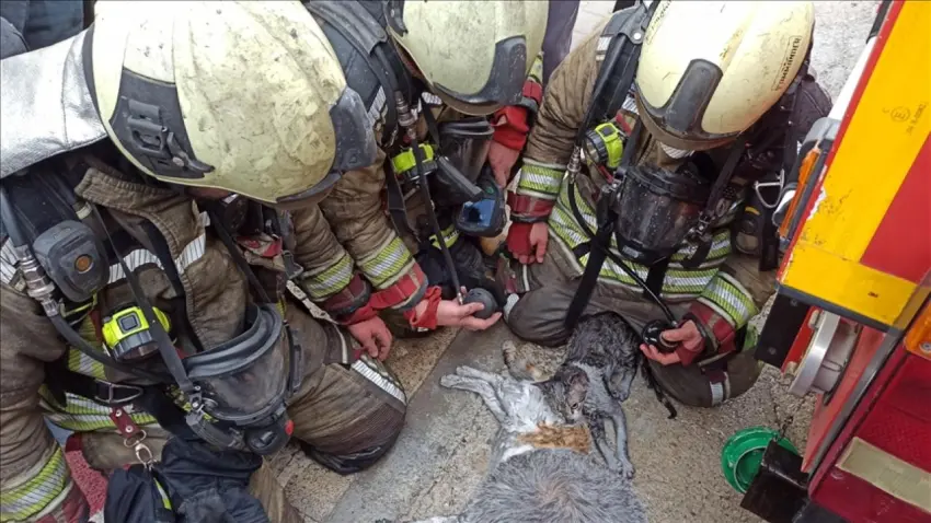 Ankara’daki yangında dumandan etkilenen kediler kalp masajıyla kurtarıldı