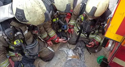 Ankara’daki yangında dumandan etkilenen kediler kalp masajıyla kurtarıldı