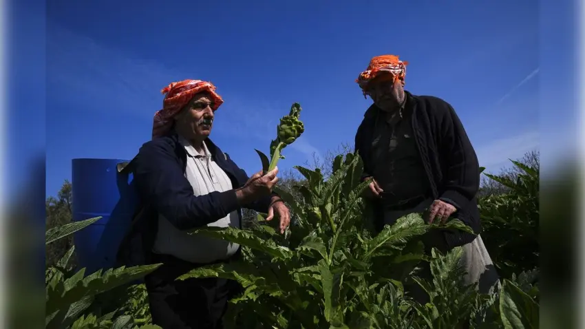 Yağışlar Sakız Enginarına Bereket Getirdi haberinin görseli