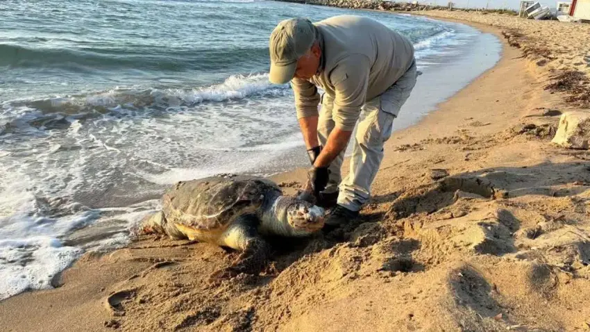 Kuşadası’nda deniz kaplumbağası kıyamı: Bir günde 3 ölü haberinin görseli