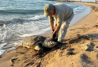 Kuşadası’nda deniz kaplumbağası kıyamı: Bir günde 3 ölü