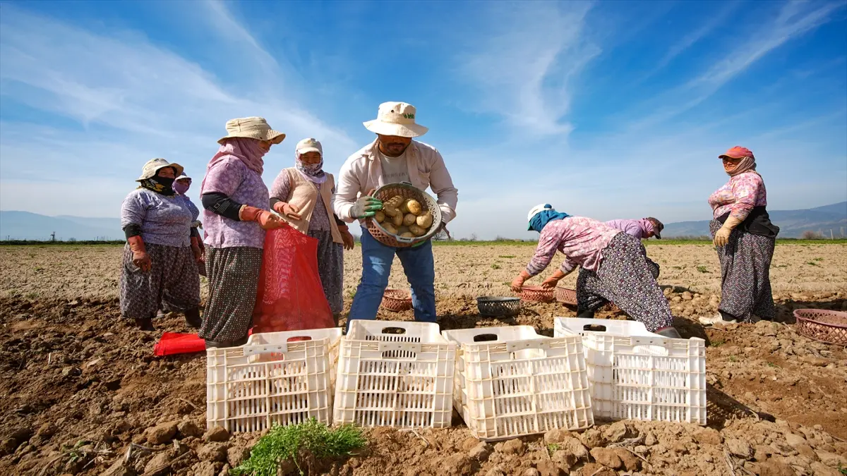 Patates deposu Ödemiş'te hasat ve ekim bir arada görseli