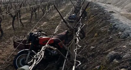 Manisa'da sepetli motosiklet üzüm bağına devrildi