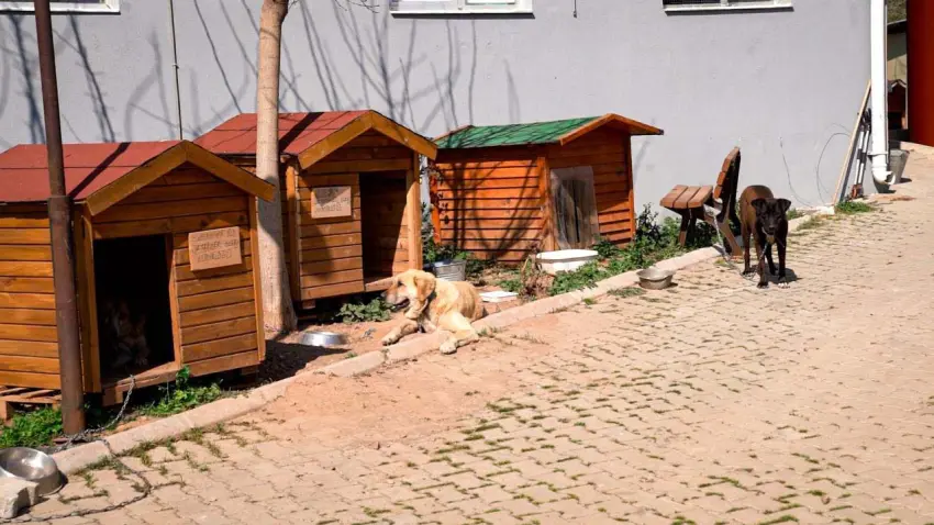 Seferihisar’da sıfır atıkla mama üretimi başladı haberinin görseli