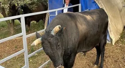  Aydın’da besiciye kendi  boğası saldırdı: Yoğun bakımda yaşam mücadelesi!