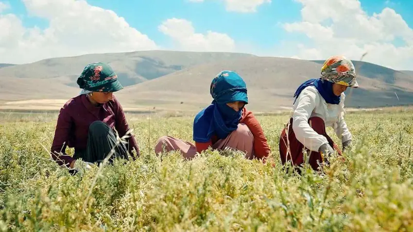 Migros’un onarıcı tarım projesi dünyaya örnek gösterildi haberinin görseli