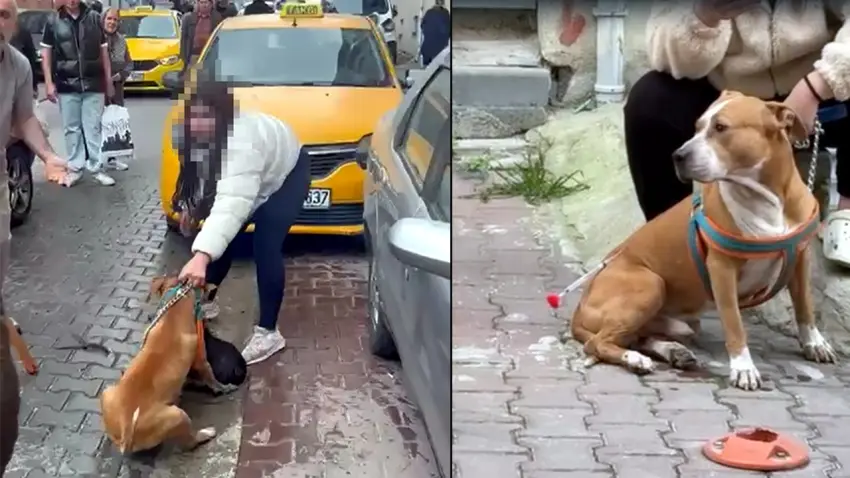 Ağızlıksız dolaştırılan Pitbull, köpeği ağır yaralamıştı: Pitbull’a el kondu, sahibe 95 bin lira ceza haberinin görseli
