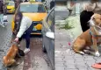 Ağızlıksız dolaştırılan Pitbull, köpeği ağır yaralamıştı: Pitbull’a el kondu, sahibe 95 bin lira ceza
