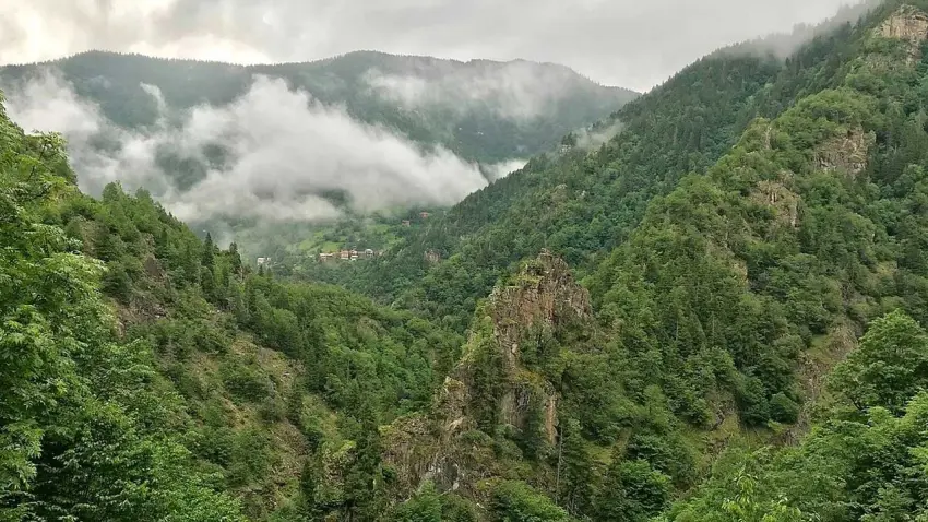 TEMA Vakfı uyardı: Ormanları korumadan su güvencesini sağlamak mümkün değil haberinin görseli