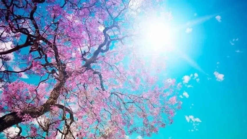 İzmir’de bahar havası: Sıcaklıklar 21 dereceye kadar çıkacak haberinin görseli