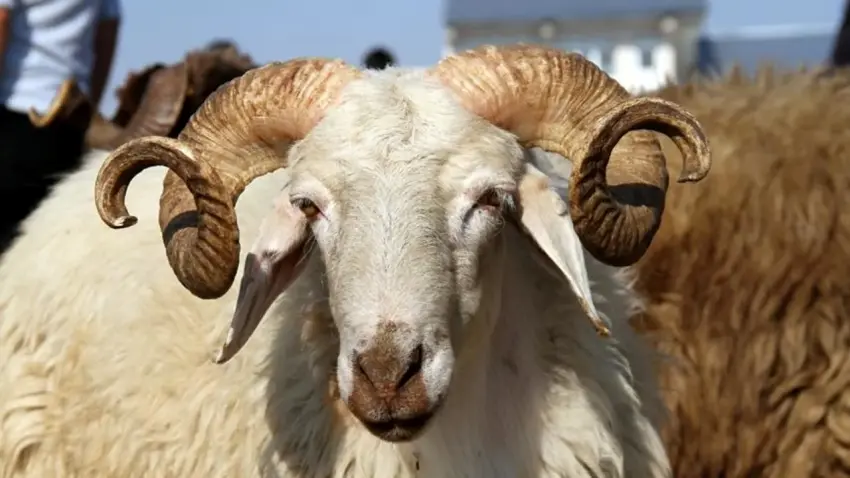 Kurban Bayramı ne zaman? 2026 Kurban Bayramı tarihleri: Kurban Bayramı’nda kaç gün tatil? haberinin görseli