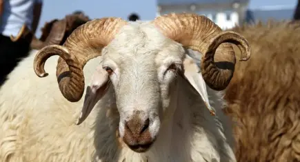 Kurban Bayramı ne zaman? 2026 Kurban Bayramı tarihleri: Kurban Bayramı’nda kaç gün tatil?