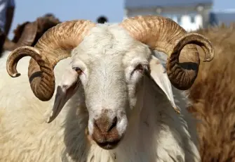 Kurban Bayramı ne zaman? 2026 Kurban Bayramı tarihleri: Kurban Bayramı’nda kaç gün tatil?