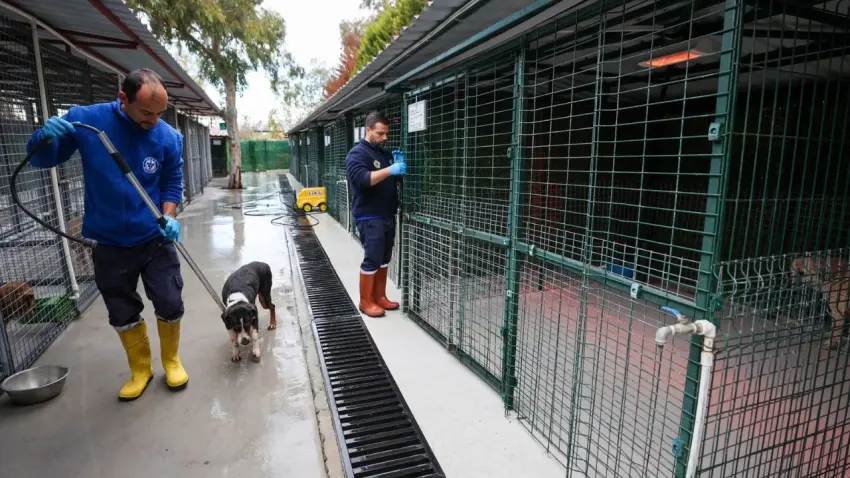 Buca’da sokak hayvanlarına özenli bakım haberinin görseli