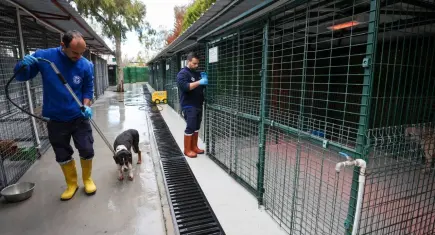 Buca’da sokak hayvanlarına özenli bakım