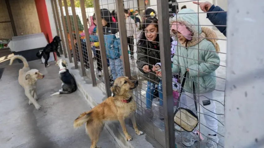 İzmir’de hayvanların sağlığı için seferberlik haberinin görseli