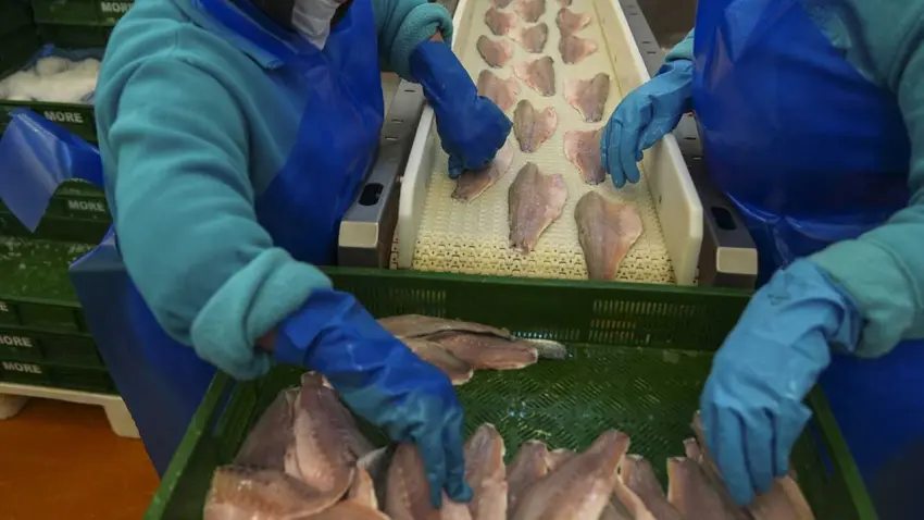 Su ürünleri ihracatında hızlı yükseliş: 2026 için rekor beklentisi güçlendi haberinin görseli