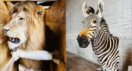 Bakanlık yaban hayvanı trofeleri bulunan 19 kargoya el koydu