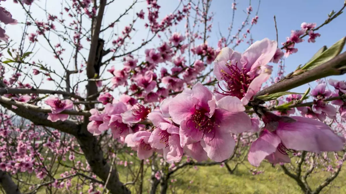 İzmir'de pembe çiçek açan şeftali ağaçları bahçelere renk kattı görseli
