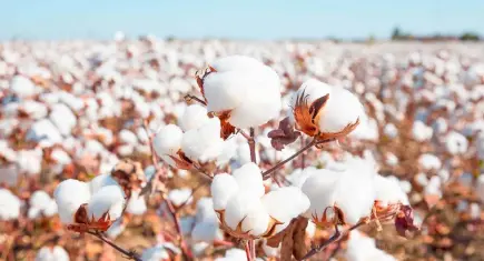 Uçak’tan ‘kara tablo’ tahmini: Pamuk üretimi 80 bin tona gerileyebilir