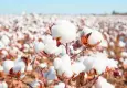 Uçak’tan ‘kara tablo’ tahmini: Pamuk üretimi 80 bin tona gerileyebilir