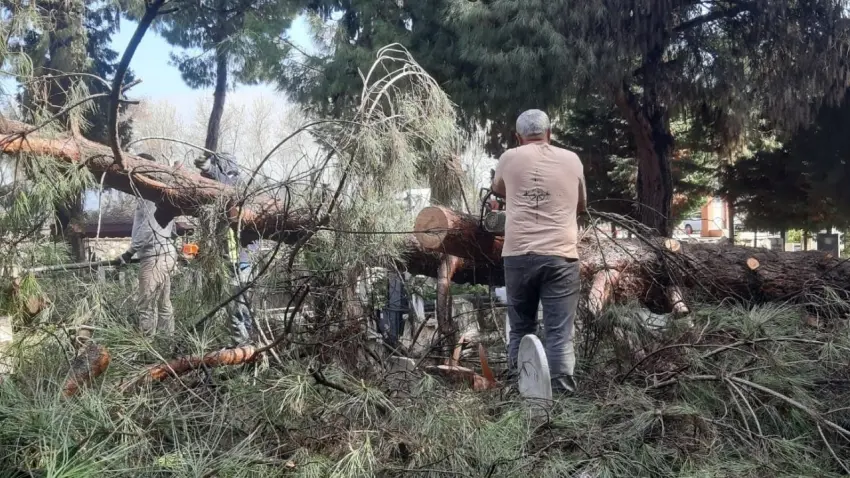 ağa&ccedil; devrilmesi